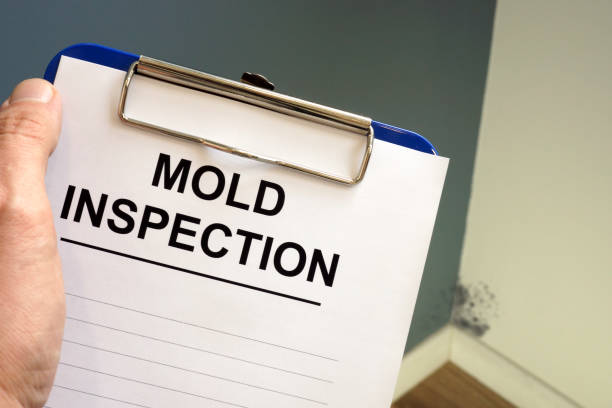 Why You Should Choose Our Mold Remediation Services in Burnet, TX